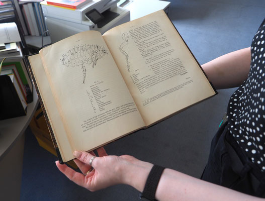 Die Bibliothek des Instituts sammelt Werke zu Medizin und Infektologie ab 1900. Foto: Christoph Schumann, 2025