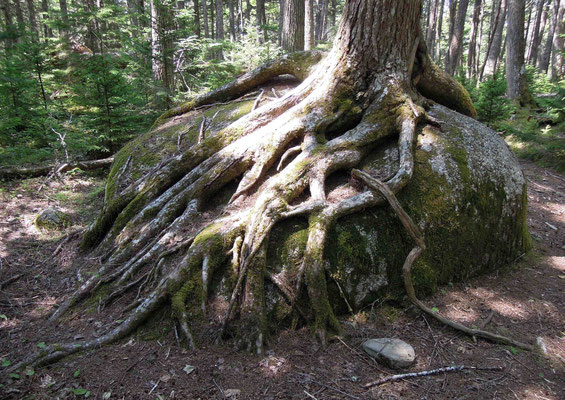 Die Natur im Osten Kanadas ist überwältigend – Wurzel im Kejimkujik Nationalpark