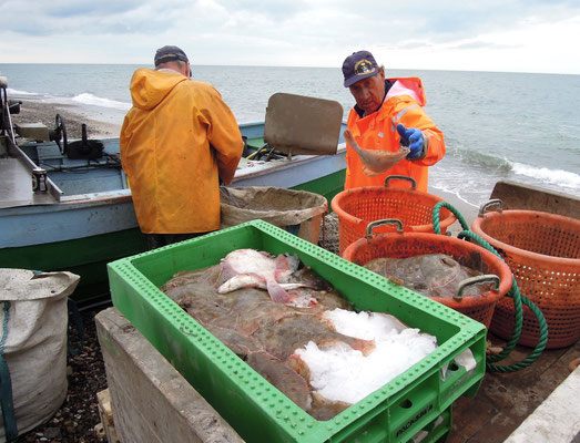 Wie früher liegen die Fischerboote in Stenbjerg Strand noch am Ufer - sortiert wird der Fisch gleich vor Ort