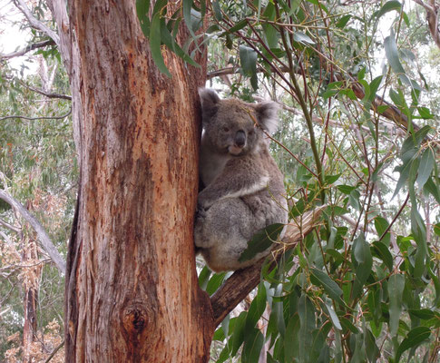 Im Koala Conservation Center auf Philip Island. Foto: C. Schumann