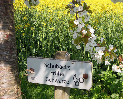 Sortenvielfalt auf dem Kirschlehrpfad - "Schubacks frühe Schwarze". Foto: C. Schumann, 2019