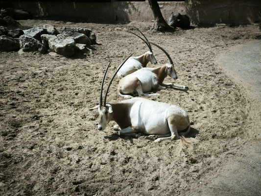 Oryx