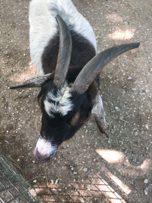ORYX