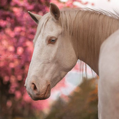 Foto by Isabelle Sandforth Photography 