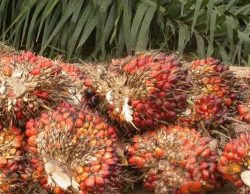 Palmölfrucht