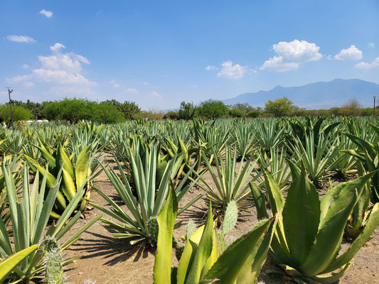 Mezcal - Tequila