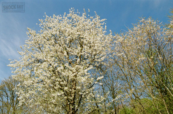 Kodak Kodacolor 100, Test, Testfotos, Review, Thomas Mildner-Rotermund