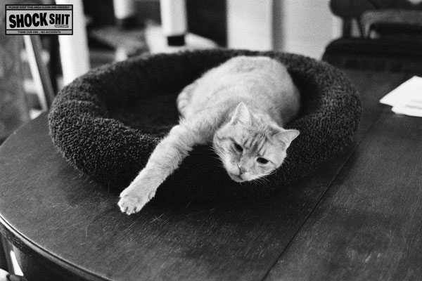 Ilford 3200 © Thomas Mildner-Rotermund, shockshit.de / analoge Fotografie sw