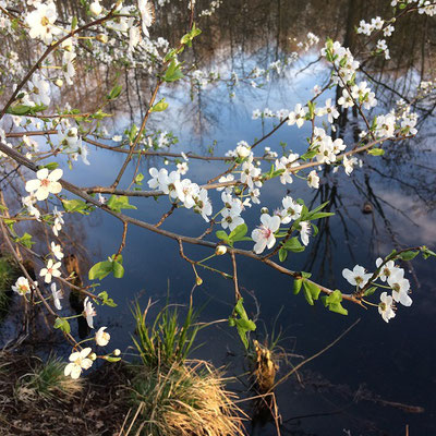 Spreewald im Frühling