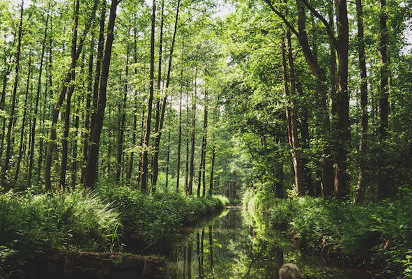 Koeniglicher Hochwald Burg Spreewald