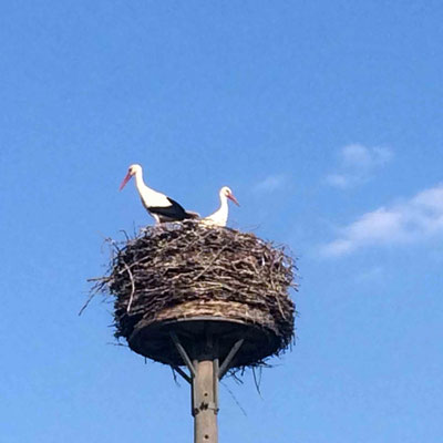 Weisstörche imSpreewald