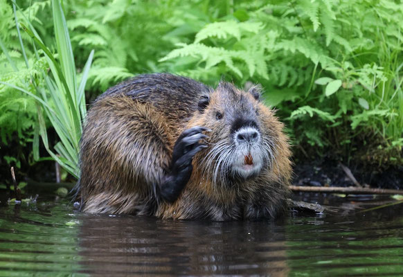 Nutria im Fließ Burg  Kauper