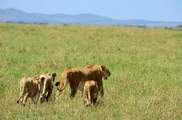 lion cubs masai mara - in2kenya