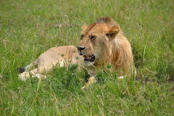leone safari kenya in2kenya
