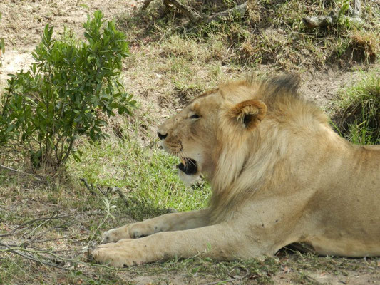 leone safari tsavo in2kenya