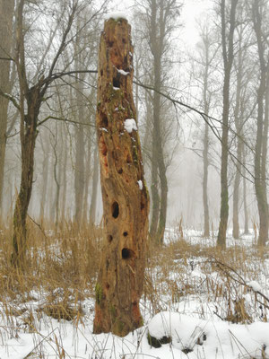 Foto Gerald Puchberger