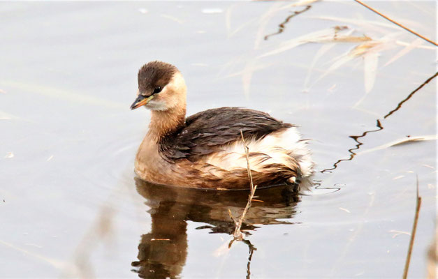Zwergtaucher  Foto Gerald Puchberger