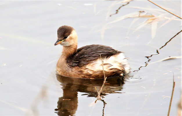 Zwergtaucher  Foto Gerald Puchberger