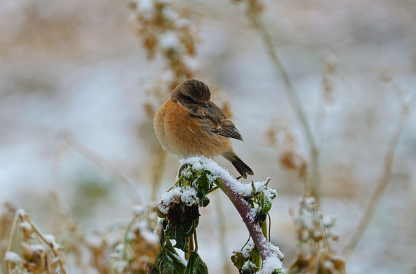 Schwarzkehlchen Foto Gerald Puchberger