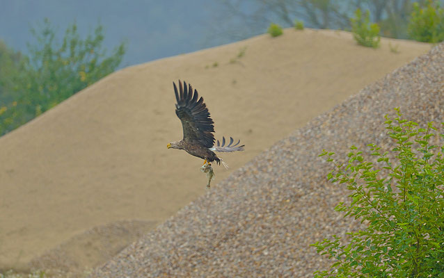 Seeadler mit totem Zander  Foto Gerald Puchberger