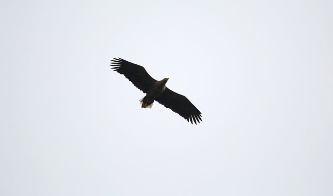 Seeadler Foto Gerald Puchberger