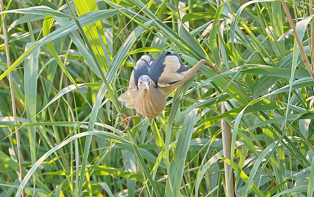 Zwergdommel  Foto Gerald Puchberger