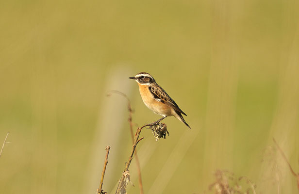 Braunkehlchen Foto Gerald Puchberger