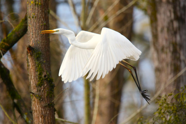 Silberreiher Foto Gerald Puchberger