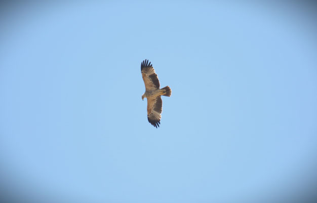 Kaiseradler Foto Gerald Puchberger