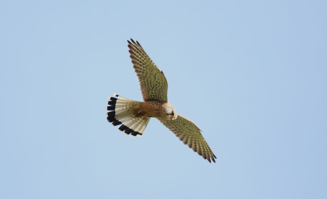 Turmfalke Foto Gerald Puchberger