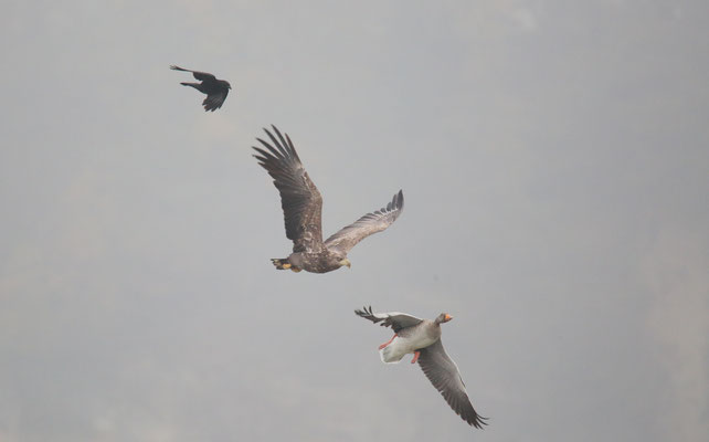 Seeadler Foto Gerald Puchberger