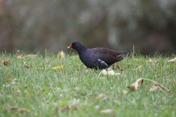 Teichhuhn   Foto Gerald Puchberger