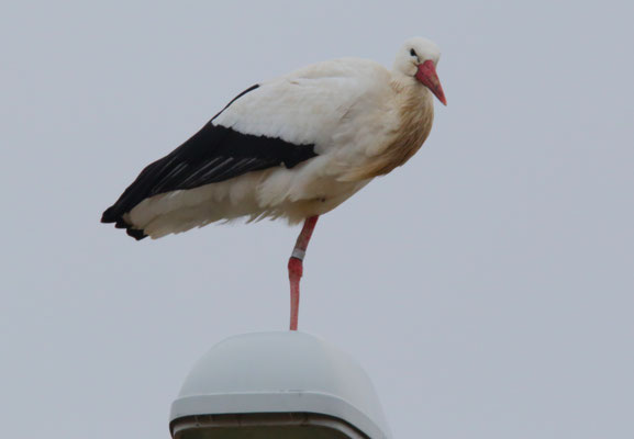 Weißstorch Foto Gerald Puchberger
