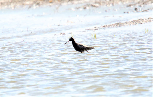Dunkler Wasserläufer  Foto Gerald Puchberger