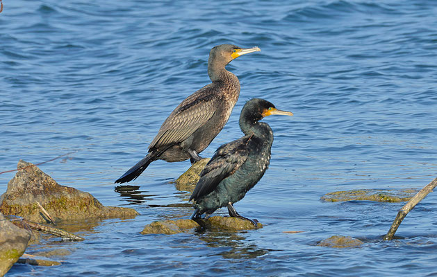 Kormoran Foto Gerald Puchberger
