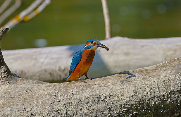 Eisvogel mit Kaulquappe  Foto Gerald Puchberger