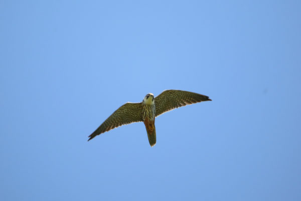 Baumfalke Foto Gerald Puchberger