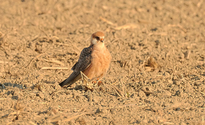Rotfußfalke Foto Gerald Puchberger