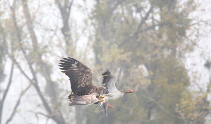 Seeadler Foto Gerald Puchberger