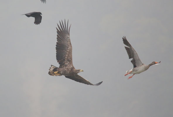 Seeadler Foto Gerald Puchberger