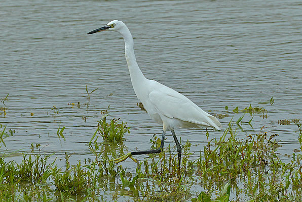 Seidenreiher  Foto Gerald Puchberger