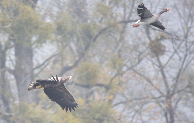 Seeadler Foto Gerald Puchberger