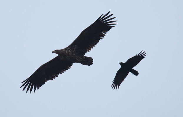 Seeadler und Rabenkrähe Foto Gerald Puchberger