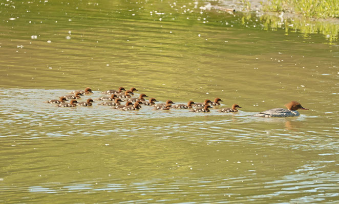 Gänsesäger mit Junge Foto Gerald Puchberger 