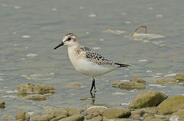 Sanderling   Foto Gerald Puchberger