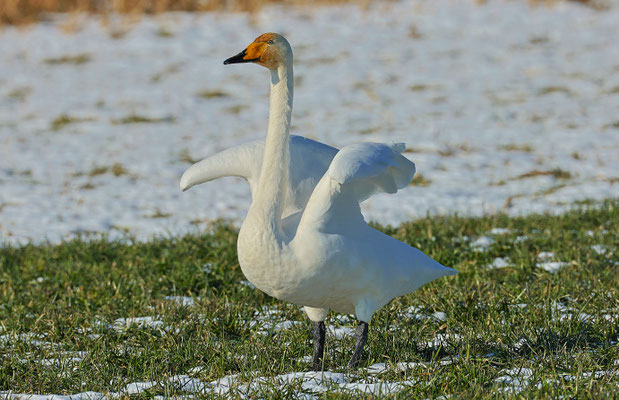 Singschwan Foto Gerald Puchberger