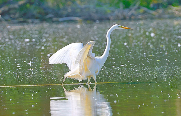 Silberreiher  Foto Gerald Puchberger