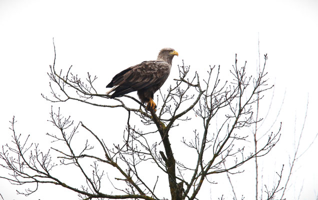 Seeadler Foto Gerald Puchberger