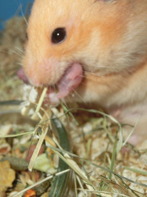 Schwupps Baby in die Schnute und ab damit ins Nest : )