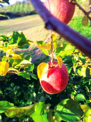 りんご工房 低農薬・特別栽培りんご・生産・販売 | 岩手県盛岡市黒川 | りんご工房